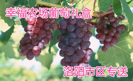 仅需70元，享受原价100元的【洛阳】幸福农场葡萄礼盒，包含2种高端新鲜有机葡萄，共5斤，市区内免费配送。