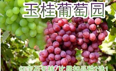 仅10元即可享受原价16元周口西华县玉桂葡萄园【红宝石无核】【比昂扣】品种2选1采摘券一张，该品种浓甜爽口，浓郁香味，绿色环保食品，采摘旺季抓紧时间品尝啦！
