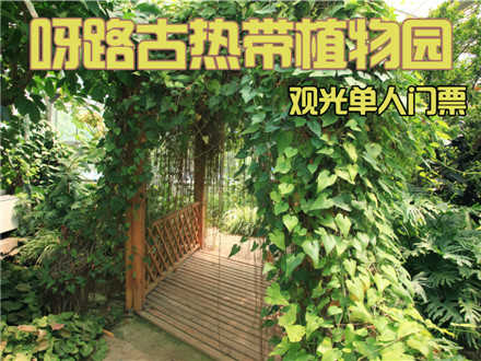 仅36元，享价值60元的【大兴】呀路古热带植物园观光单人门票一张，包含：单人门票+导游讲解。无需预约，观赏热带植物奇景，呼吸自然纯净空气，给自己的生活加加氧！