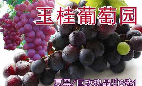 仅10元即可享受原价16元周口西华县玉桂葡萄园【夏黑】【巨玫瑰】】品种2选1采摘券一张，该品种浓甜爽口，浓郁香味，绿色环保食品，采摘旺季抓紧时间品尝啦！