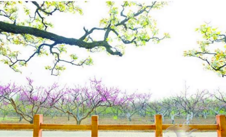 仅14.9元就享受20元的【平原县】康熙探花庄园亲子1+1套票（仅限四月5日-7日使用）一张，含：千奇百怪的动物、空中霸主，陆地之王 、魔法稻草人艺术节。