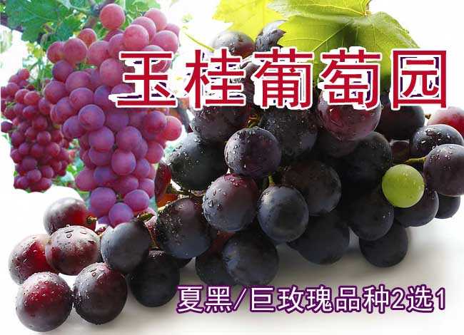 仅10元即可享受原价16元周口西华县玉桂葡萄园【夏黑】【巨玫瑰】】品种2选1采摘券一张，该品种浓甜爽口，浓郁香味，绿色环保食品，采摘旺季抓紧时间品尝啦！