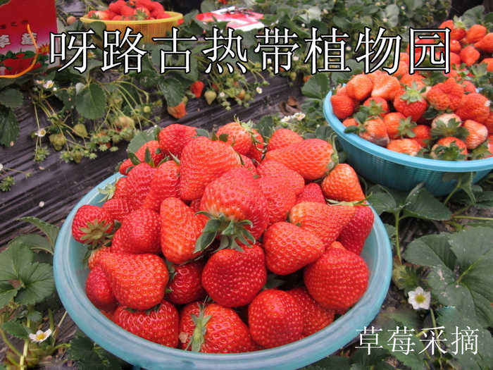 仅88元，享价值99元【大兴】【呀路古热带植物园】草莓采摘园门票一张，含草莓（红颜）采摘一斤，注：本单不含观光门票，需另行购买。无需预约，观赏热带植物奇景，呼吸自然纯净空气，给自己的生活加加氧！