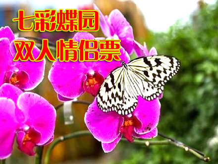 仅80元！原价198元的七彩蝶园双人情侣票 含：蝴蝶文化、蝴蝶艺术展、蝴蝶谷、蝴蝶科普展、蝴蝶宝宝之家、蝴蝶室外观赏园、花海、放飞广场（有季节性），游客可与蝴蝶近距离接触，感受与蝶共舞的浪漫！七彩蝶园