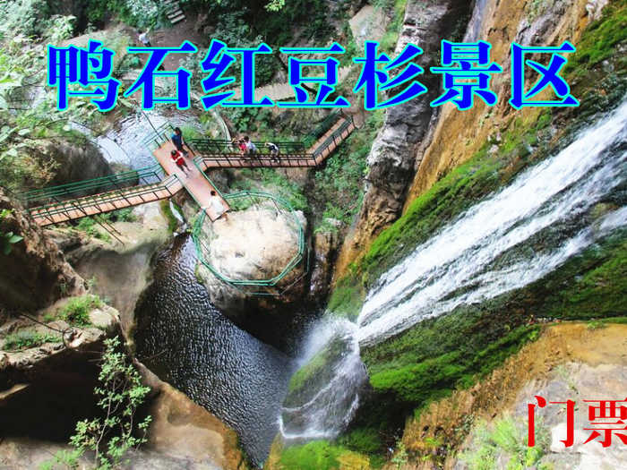 仅48元，享原价60元的【洛阳市】栾川鸭石红豆杉景区门票，红豆杉景区是豫西南地区，全景栾川旅游黄金线上的新亮点，是您生态探险，养生度假、避暑休闲的绝佳去处！