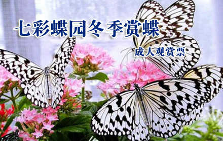 仅60元！原价99元的七彩蝶园年底冬季赏蝶大促销成人参观门票，含：蝴蝶文化展、蝴蝶标本展、我的梦想与“神九”同行大型公益活动展、蝴蝶谷、蝴蝶世界、蝴蝶科普展、蝴蝶宝宝之家！七彩蝶年底促销活正在进行中，