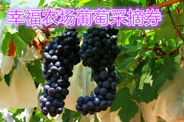 仅需39.8元，享受原价60元的【洛阳】幸福农场葡萄采摘券一张，包含内容免费品尝园区葡萄 ；送2斤亲自采摘新鲜有机葡萄  ；1.4米以下免费品尝，1.4米以上购成人票 