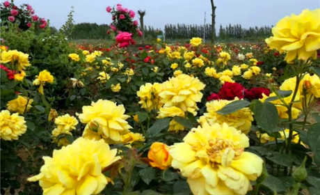 仅15元，享原价20元【菏泽】曹州玫瑰园门票，给她无线的浪漫和惊喜 ，置身玫瑰的芳香，重塑玫瑰的多彩！