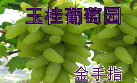仅22元即可享受原价38元周口西华县玉桂葡萄园【金手指】品种采摘券一张，该品种浓甜爽口，浓郁香味，绿色环保食品，采摘旺季抓紧时间品尝啦！