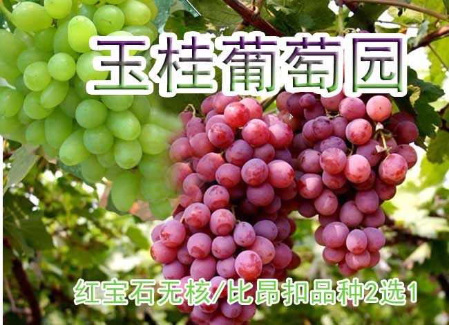 仅10元即可享受原价16元周口西华县玉桂葡萄园【红宝石无核】【比昂扣】品种2选1采摘券一张，该品种浓甜爽口，浓郁香味，绿色环保食品，采摘旺季抓紧时间品尝啦！