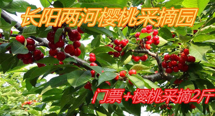 仅75元，享原价90元【房山区】长阳两河樱桃采摘园门票+樱桃采摘2斤，包含：采摘园门票+樱桃采摘2斤，长阳两河樱桃采摘园种植面积为40亩，是北京市观光采摘果园定点果园。