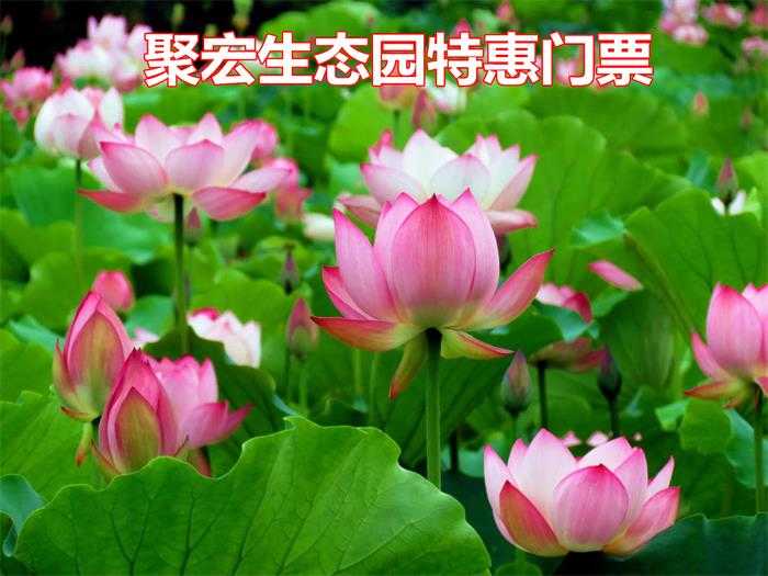 仅需9元！享原价30元的【辉县市】聚宏生态园景区特惠门票一张，另赠送10元代金券一张，可用于园区内产品消费！草长莺飞、花开成海，来一场说走就走的旅行，再美不过！