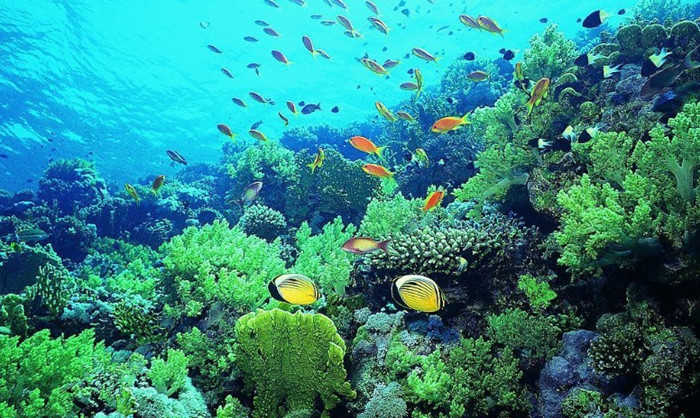 仅75元！享原价80元的【大明湖】大明湖海底世界门票，包含：海底世界参观门票+乾隆、夏雨荷水下爱情故事表演+水下芭蕾表演+海狮海豹表演等，是融科普教育、观赏娱乐为一体的大型海洋生物展示项目。