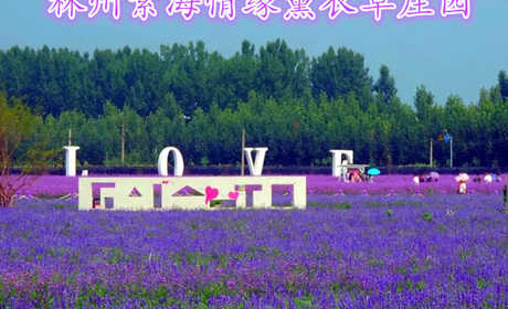 仅38元就享受50元的【林州市】紫海情缘薰衣草庄园门票一张、包含：薰衣草、马鞭草、紫罗勒、五彩组合、波斯菊等数十种香草和花卉植物，