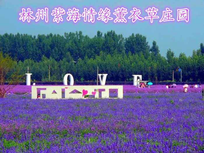仅38元就享受50元的【林州市】紫海情缘薰衣草庄园门票一张、包含：薰衣草、马鞭草、紫罗勒、五彩组合、波斯菊等数十种香草和花卉植物，
