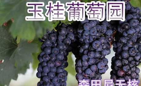 仅6元即可享受原价8元周口西华县玉桂葡萄园【森田尼无核】品种采摘券一张，该品种浓甜爽口，浓郁香味，绿色环保食品，采摘旺季抓紧时间品尝啦！