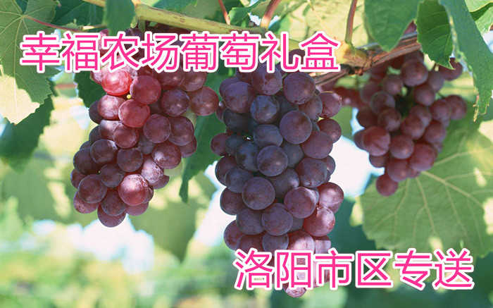 仅需70元，享受原价100元的【洛阳】幸福农场葡萄礼盒，包含2种高端新鲜有机葡萄，共5斤，市区内免费配送。