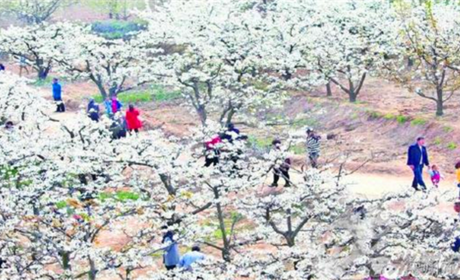 仅14.9元就享受20元的【平原县】康熙探花庄园成人门票（仅限四月5日-7日使用）一张，含：千奇百怪的动物、空中霸主，陆地之王 、魔法稻草人艺术节。
