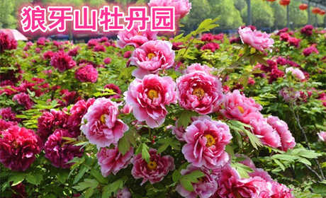 仅40元，享价值50元的【保定】狼牙山牡丹园门票，感受大自然的风光，享受百花盛开的美景，狼牙山牡丹园是您理想的去处！
