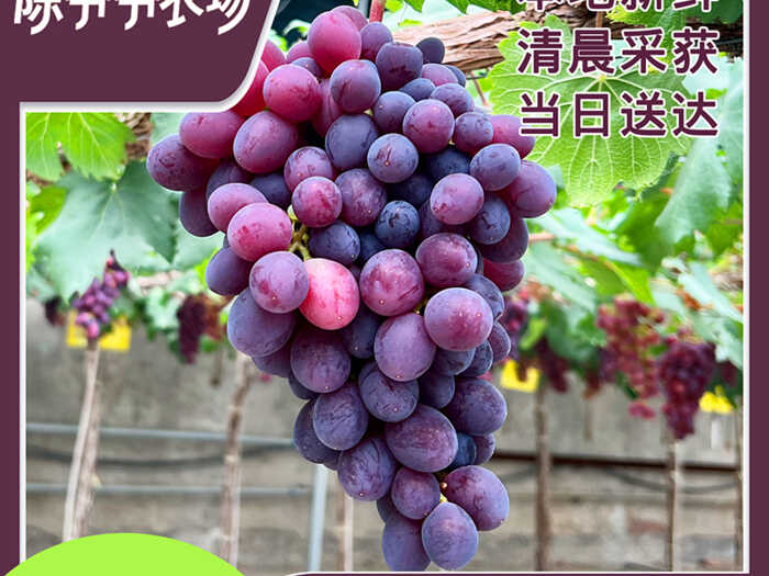 葡萄