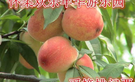 仅需8元/斤享受10元/斤【怀柔】怀柔欢乐年华游乐园采摘桃门票，含：门票一张，享受绿色水果，天然无污染