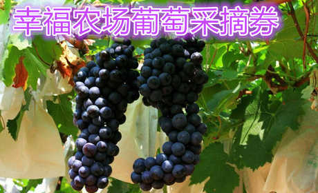 仅需39.8元，享受原价60元的【洛阳】幸福农场葡萄采摘券一张，包含内容免费品尝园区葡萄 ；送2斤亲自采摘新鲜有机葡萄  ；1.4米以下免费品尝，1.4米以上购成人票 