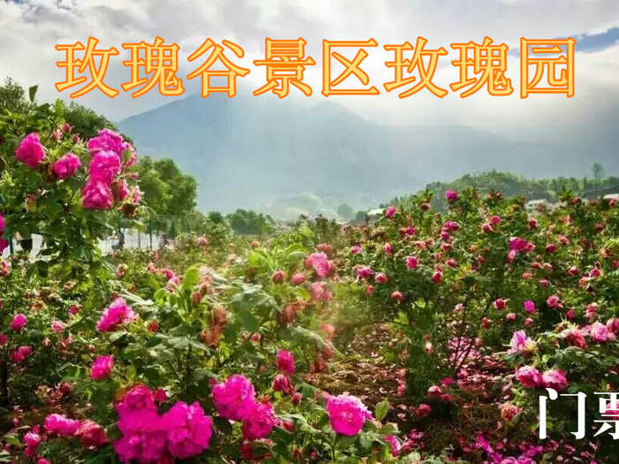 仅24元，享原价30元的【黄冈】玫瑰谷景区玫瑰园门票一张，玫瑰园位于黄梅县柳林乡老铺村，占地1300余亩，种有红、黄、粉、紫、黑、白、蓝七色玫瑰20多个品种，是集休闲、观光、养生、婚纱摄影和玫瑰花深加