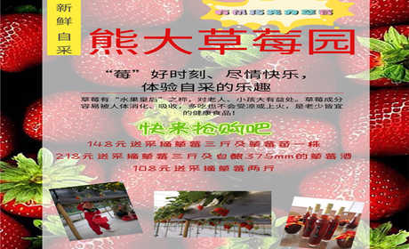 仅218元即可抢购门市价318元的【重庆】熊大草莓园采摘抢购门票一张，包含：有机巧克力草莓三斤、375mm草莓酒一瓶