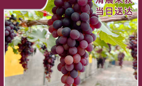 树熟鲜葡萄-爱神玫瑰