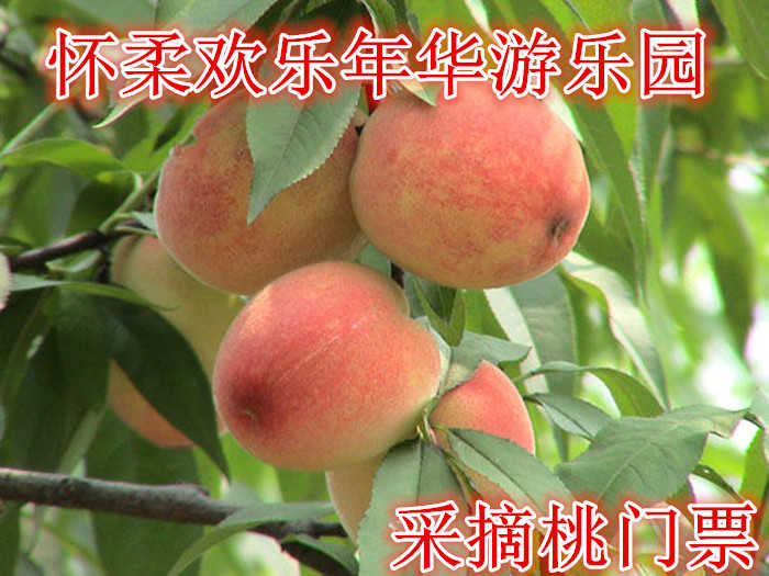 仅需8元/斤享受10元/斤【怀柔】怀柔欢乐年华游乐园采摘桃门票，含：门票一张，享受绿色水果，天然无污染