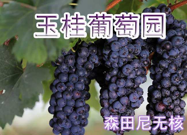 仅6元即可享受原价8元周口西华县玉桂葡萄园【森田尼无核】品种采摘券一张，该品种浓甜爽口，浓郁香味，绿色环保食品，采摘旺季抓紧时间品尝啦！