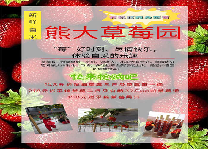 仅218元即可抢购门市价318元的【重庆】熊大草莓园采摘抢购门票一张，包含：有机巧克力草莓三斤、375mm草莓酒一瓶