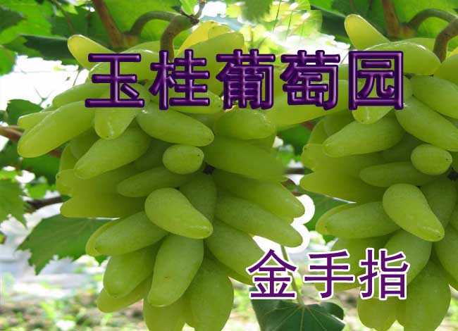 仅22元即可享受原价38元周口西华县玉桂葡萄园【金手指】品种采摘券一张，该品种浓甜爽口，浓郁香味，绿色环保食品，采摘旺季抓紧时间品尝啦！
