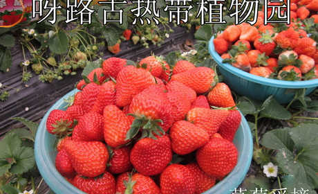 仅88元，享价值99元【大兴】【呀路古热带植物园】草莓采摘园门票一张，含草莓（红颜）采摘一斤，注：本单不含观光门票，需另行购买。无需预约，观赏热带植物奇景，呼吸自然纯净空气，给自己的生活加加氧！