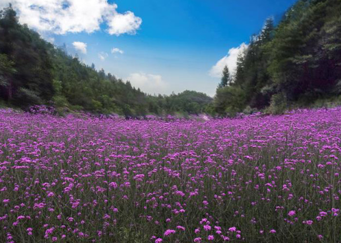 花千谷景区